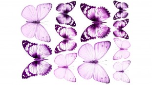 Съедобная картинка Бабочки 19